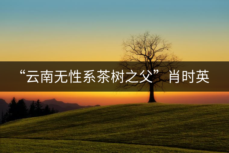 “云南無(wú)性系茶樹(shù)之父”肖時(shí)英—— 為了云茶根深葉茂 “云南無(wú)性系茶樹(shù)之父”肖時(shí)英—— 為了云茶根深葉茂