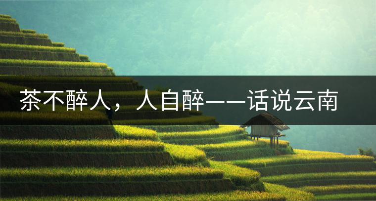 茶不醉人，人自醉——話說云南冰島普洱茶