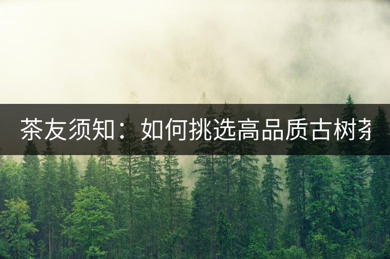 茶友須知：如何挑選高品質(zhì)古樹茶？