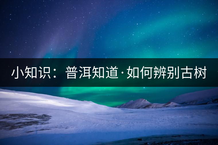 小知識(shí)：普洱知道·如何辨別古樹茶？