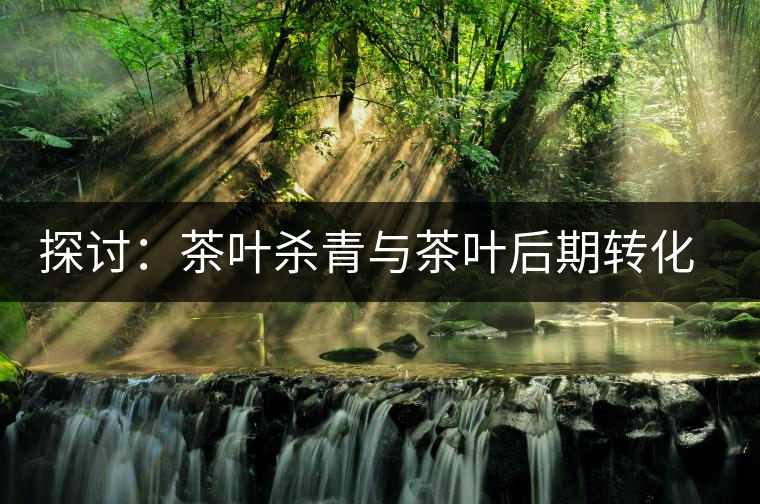 探討：茶葉殺青與茶葉后期轉(zhuǎn)化有什么關(guān)系？