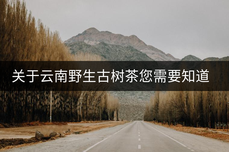 關(guān)于云南野生古樹(shù)茶您需要知道的 關(guān)于云南野生古樹(shù)茶您需要知道的