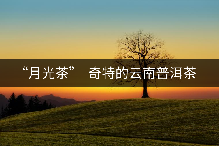 “月光茶”  奇特的云南普洱茶
