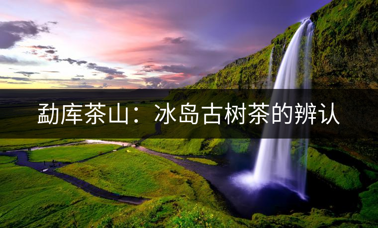 勐庫(kù)茶山：冰島古樹茶的辨認(rèn)