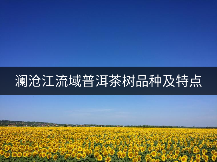 瀾滄江流域普洱茶樹品種及特點