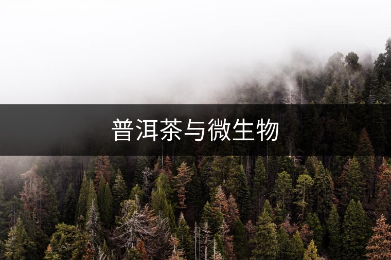 普洱茶與微生物 普洱茶與微生物