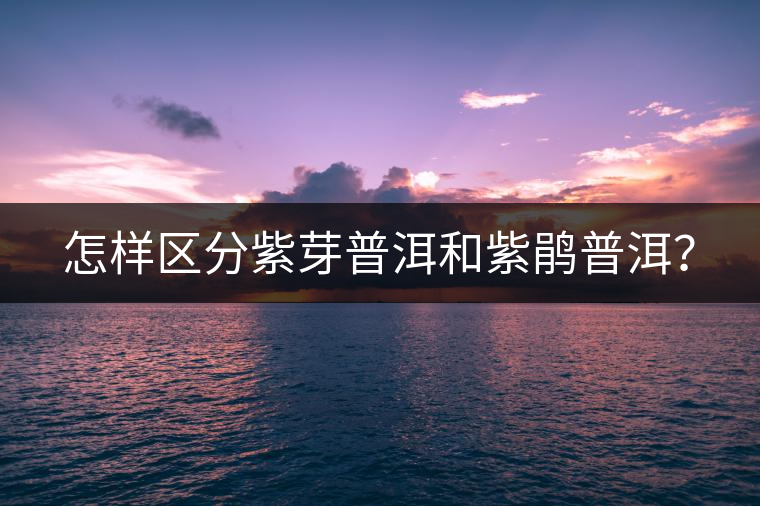 怎樣區(qū)分紫芽普洱和紫鵑普洱？