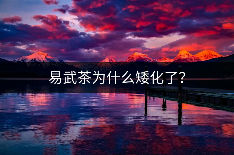 易武茶為什么矮化了？