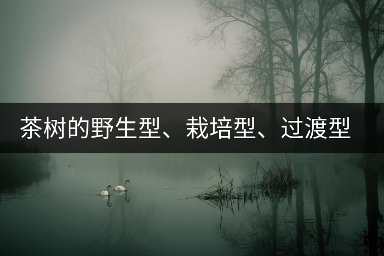 茶樹的野生型、栽培型、過渡型是怎么界定的？