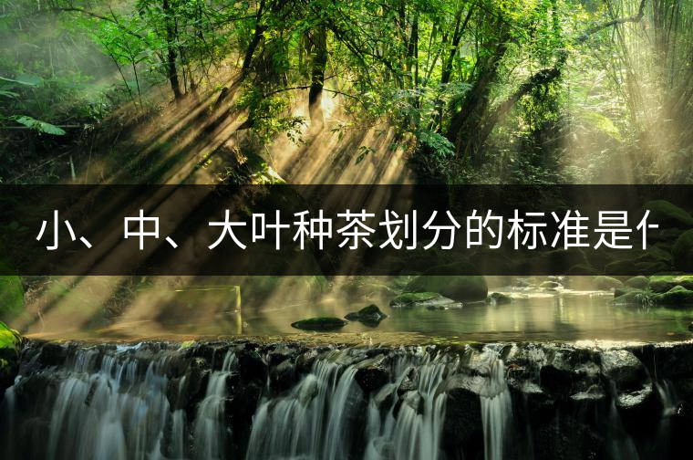 小、中、大葉種茶劃分的標(biāo)準(zhǔn)是什么？