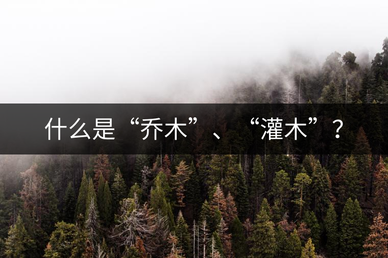 什么是“喬木”、“灌木”？