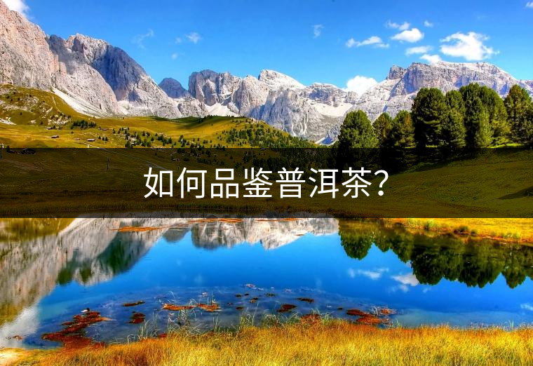 如何品鑒普洱茶？