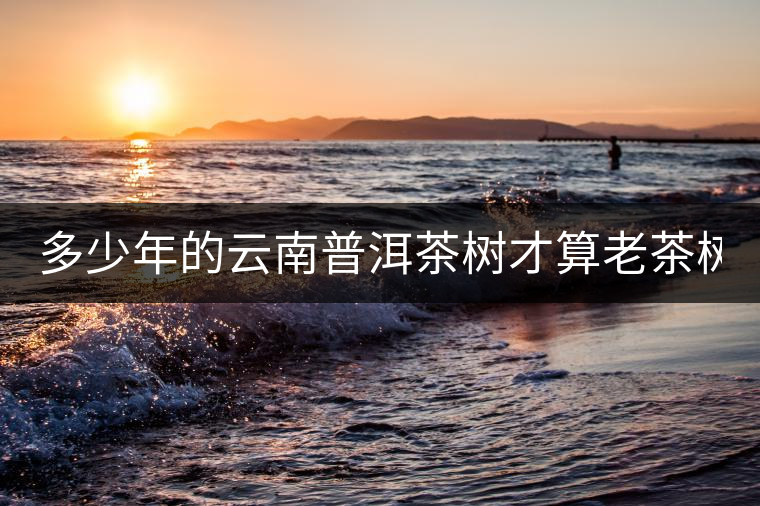 多少年的云南普洱茶樹(shù)才算老茶樹(shù)? 多少年的云南普洱茶樹(shù)才算老茶樹(shù)?