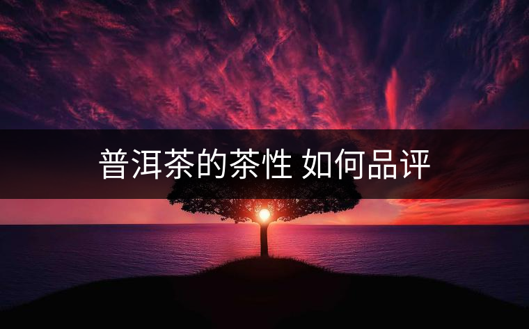 普洱茶的茶性 如何品評