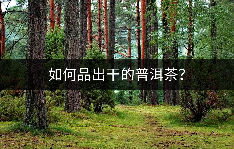 如何品出干的普洱茶？