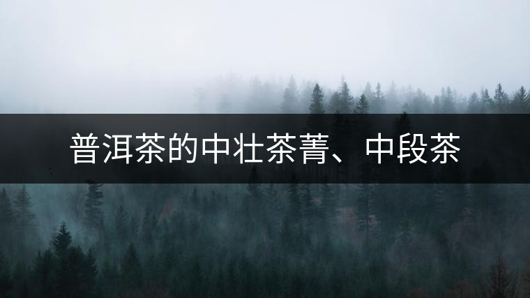 普洱茶的中壯茶菁、中段茶