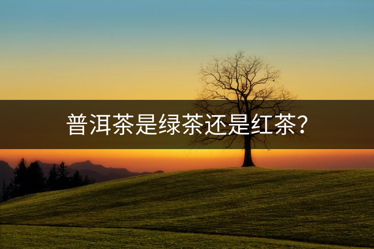 普洱茶是綠茶還是紅茶？