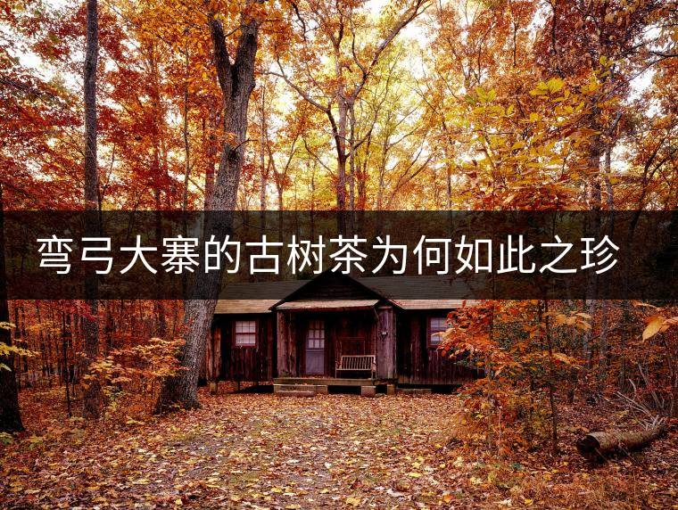 彎弓大寨的古樹茶為何如此之珍貴？