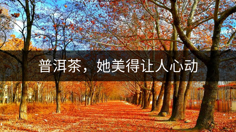 普洱茶，她美得讓人心動