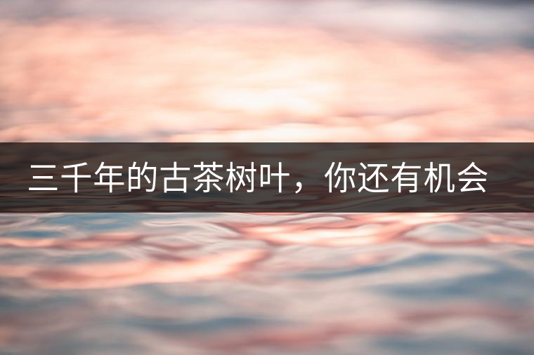 三千年的古茶樹葉，你還有機會喝到嗎？
