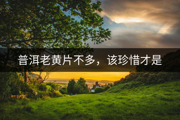 普洱老黃片不多，該珍惜才是