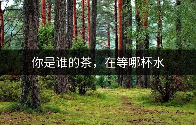 你是誰(shuí)的茶，在等哪杯水