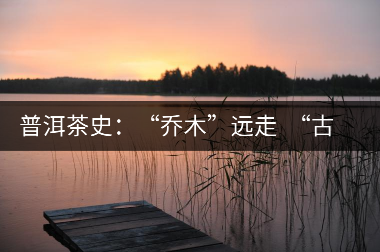 普洱茶史:“喬木”遠(yuǎn)走 “古樹”時(shí)代的到來 普洱茶史:“喬木”遠(yuǎn)走 “古樹”時(shí)代的到來