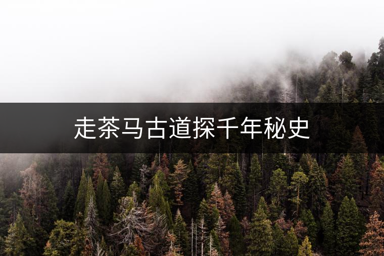 走茶馬古道探千年秘史 走茶馬古道探千年秘史