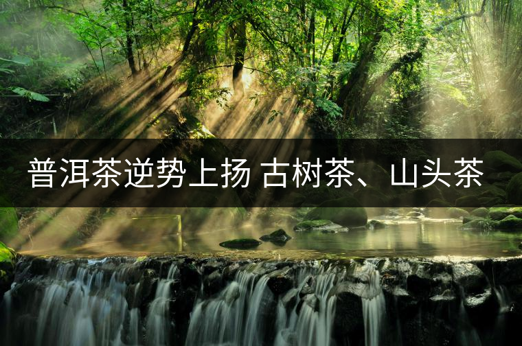 普洱茶逆勢上揚 古樹茶、山頭茶遭“熱捧”