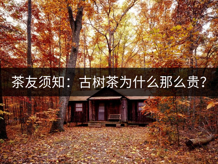 茶友須知：古樹茶為什么那么貴？