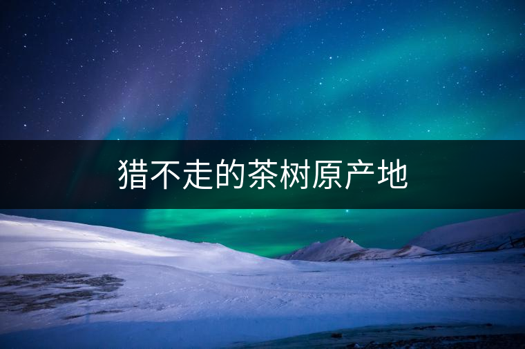 獵不走的茶樹原產(chǎn)地