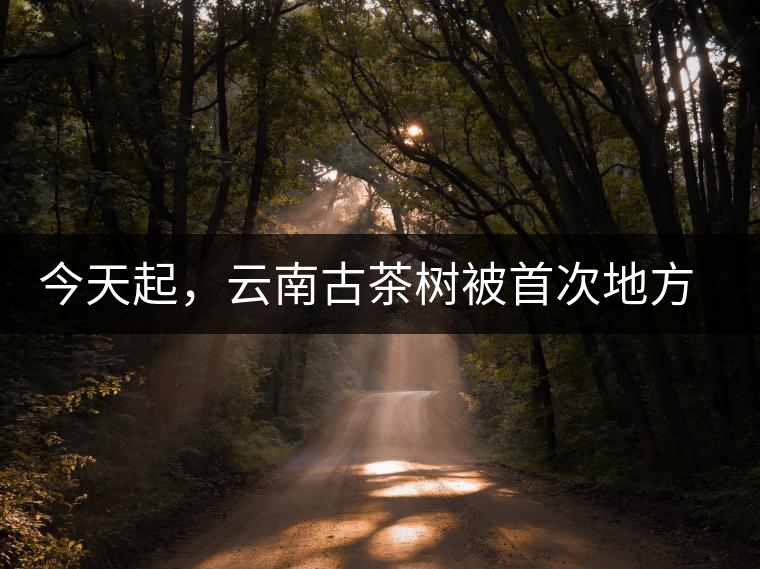 今天起，云南古茶樹(shù)被首次地方立法保護(hù)