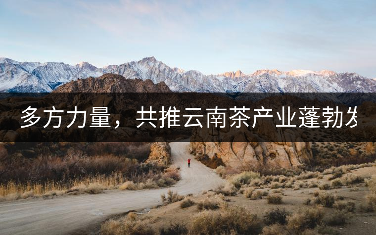 多方力量，共推云南茶產(chǎn)業(yè)蓬勃發(fā)展！