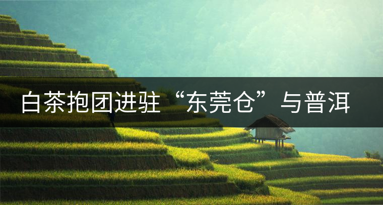 白茶抱團(tuán)進(jìn)駐“東莞?jìng)}”與普洱形成“黑白爭(zhēng)雄”之勢(shì) 白茶抱團(tuán)進(jìn)駐“東莞?jìng)}”與普洱形成“黑白爭(zhēng)雄”之勢(shì)