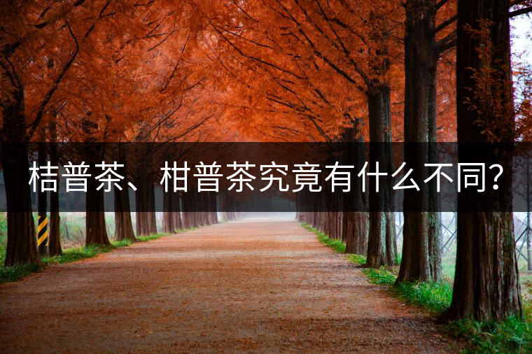 桔普茶、柑普茶究竟有什么不同？