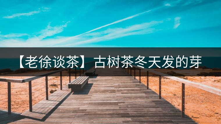 【老徐談茶】古樹茶冬天發(fā)的芽稱為冬茶？滋味如何呢？