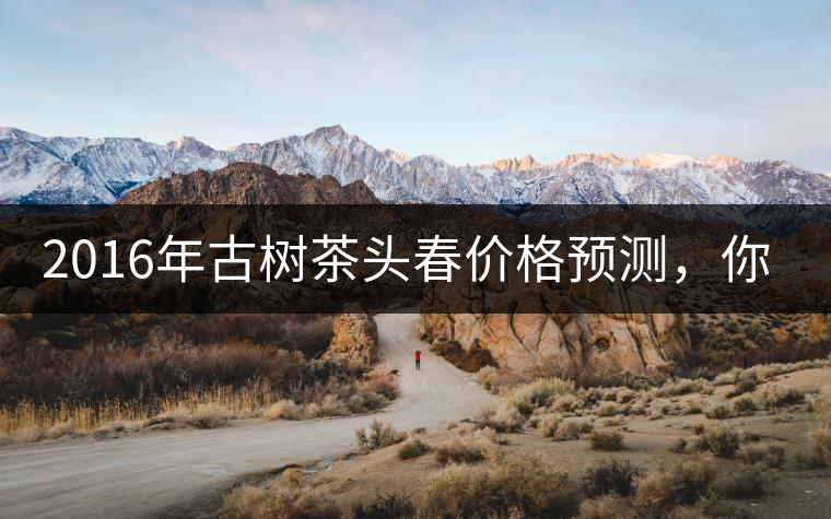 2016年古樹茶頭春價格預(yù)測，你怎么看？