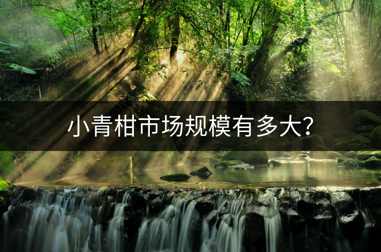 小青柑市場(chǎng)規(guī)模有多大？
