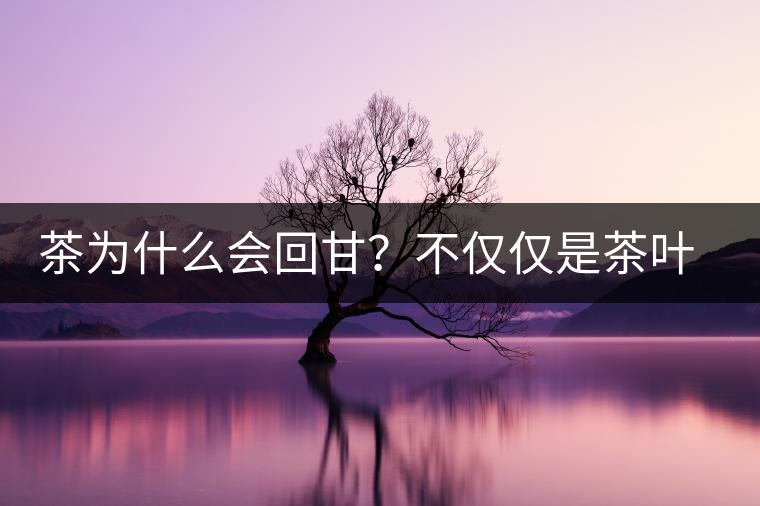 茶為什么會回甘？不僅僅是茶葉中含糖那么簡單