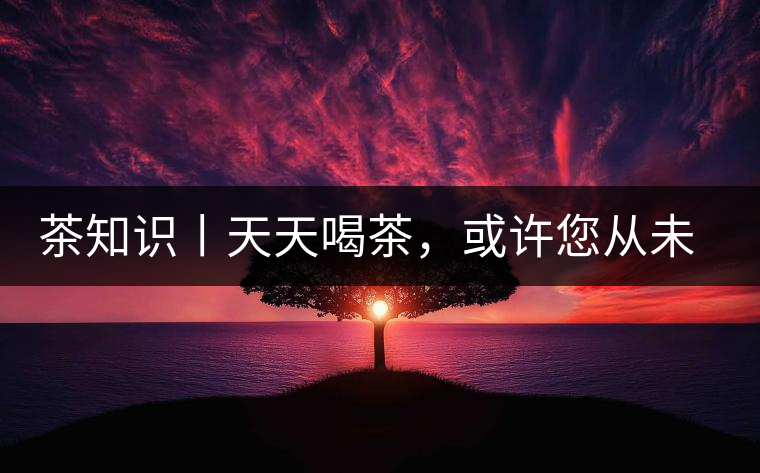 茶知識丨天天喝茶，或許您從未注意過茶樹花