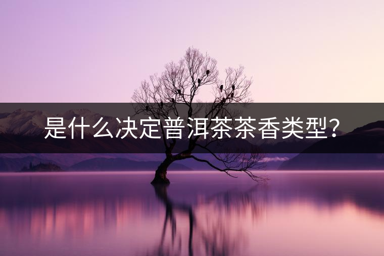 是什么決定普洱茶茶香類型？
