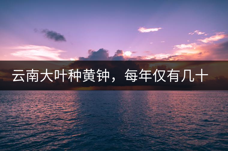 云南大葉種黃鐘，每年僅有幾十公斤的產(chǎn)量，堪稱茶界的“大熊貓”