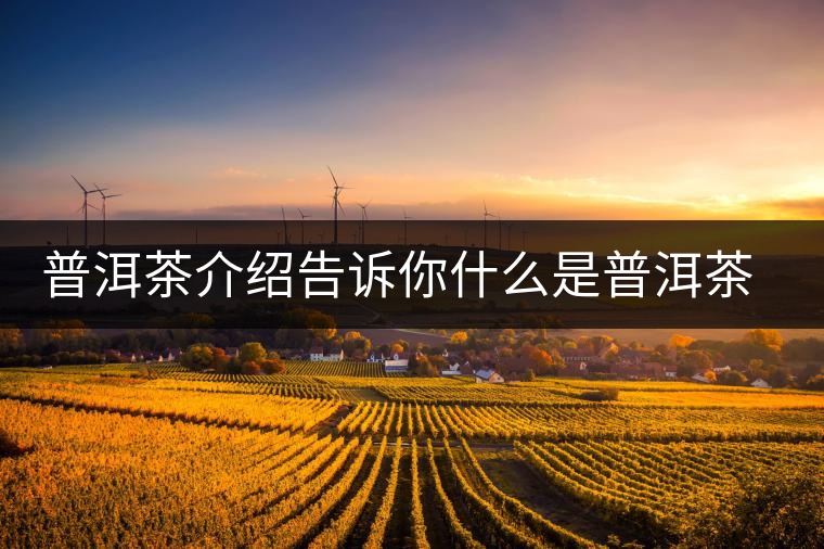 普洱茶介紹告訴你什么是普洱茶熟茶和臺地茶