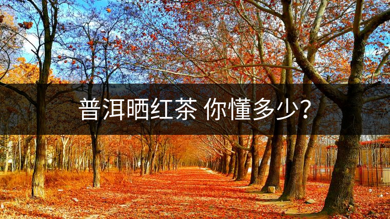普洱曬紅茶 你懂多少？