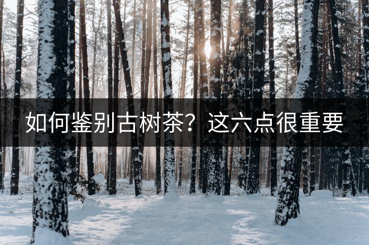 如何鑒別古樹(shù)茶？這六點(diǎn)很重要