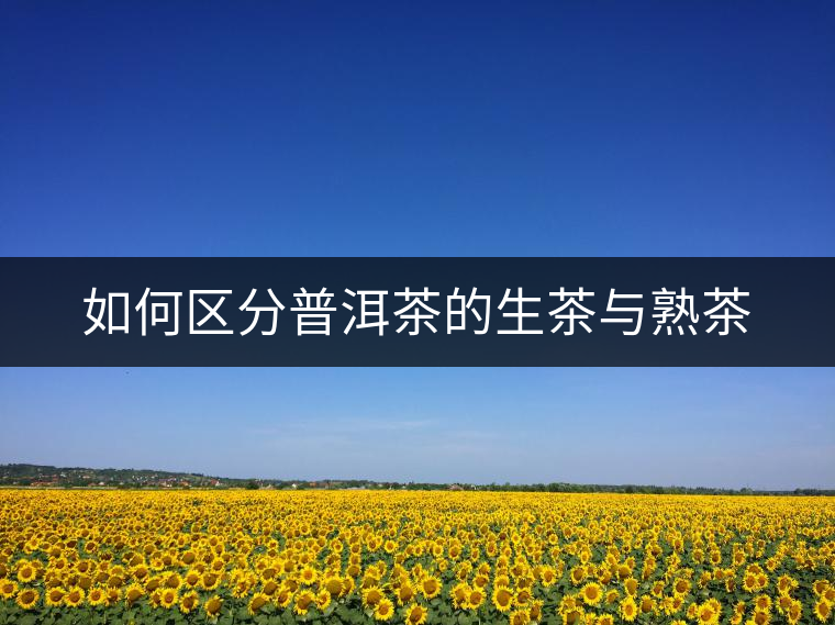 如何區(qū)分普洱茶的生茶與熟茶