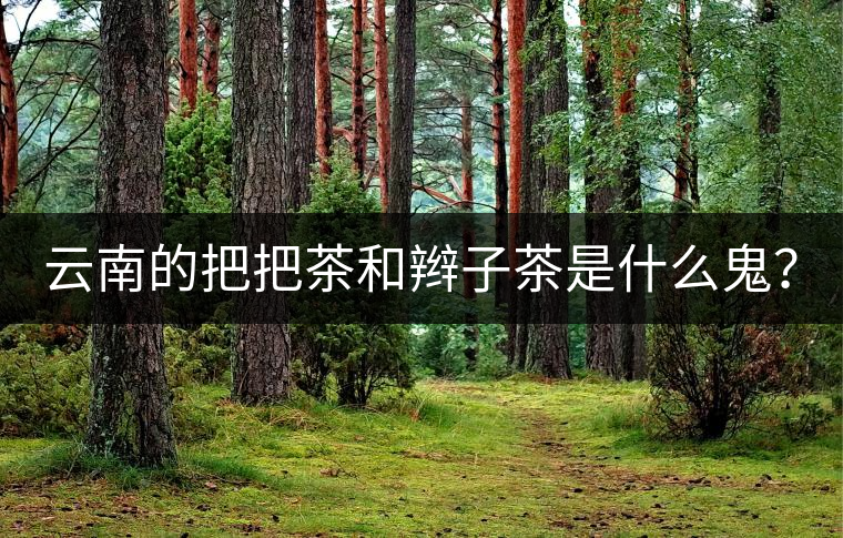 云南的把把茶和辮子茶是什么鬼？