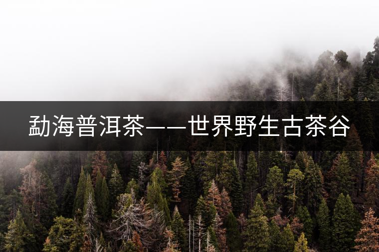 勐海普洱茶——世界野生古茶谷
