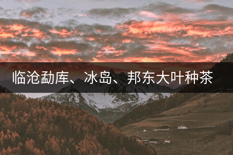 臨滄勐庫、冰島、邦東大葉種茶的解析