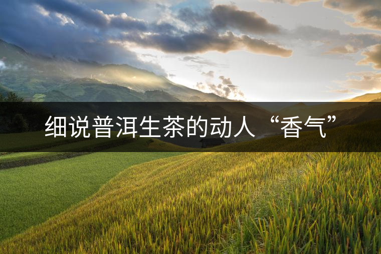 細(xì)說普洱生茶的動(dòng)人“香氣” 細(xì)說普洱生茶的動(dòng)人“香氣”